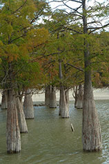 Анапа. Сукко. Су-Кко – озеро болотных кипарисов