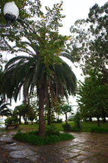 Абхазия. Сухуми. Пальма в парке
